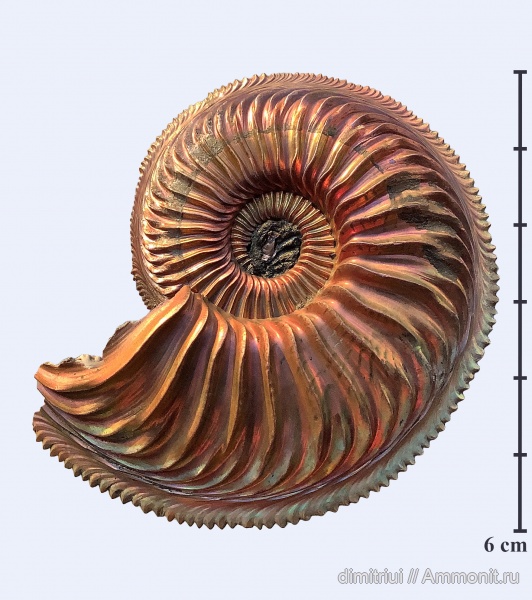 аммониты, юра, Бронницы, оксфорд, Марково, Amoeboceras, верхний оксфорд, Ammonites, морщинистый слой, Oxfordian, Upper Oxfordian