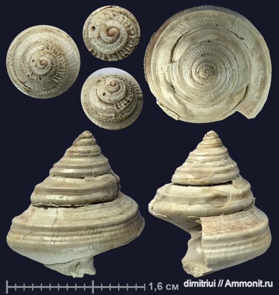 гастроподы, юра, оксфорд, Bathrotomaria, Bathrotomaria muensteri, Oxfordian, Jurassic, Тимонино