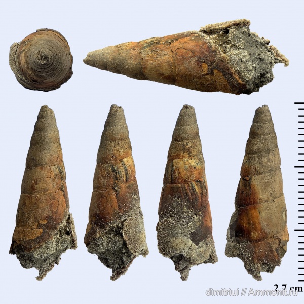 гастроподы, юра, оксфорд, Pseudomelania, Pseudomelania fokinensis, Oxfordian, Jurassic, Тимонино
