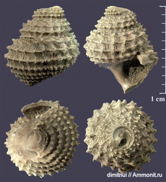 гастроподы, юра, оксфорд, брюхоногие моллюски, Metriomphalus, Oxfordian, Jurassic, Тимонино
