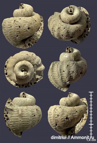 гастроподы, юра, келловей, Purpurina, Callovian, Jurassic, Тимонино