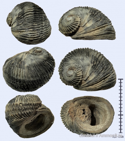 гастроподы, юра, оксфорд, брюхоногие моллюски, Neritopsidae, Oxfordian, Тимонино, Lissochilus concinna, Lissochilus, Neritimorpha