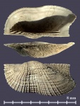 Ювенильный Grammatodon keyserlingii (?) из Тимонино