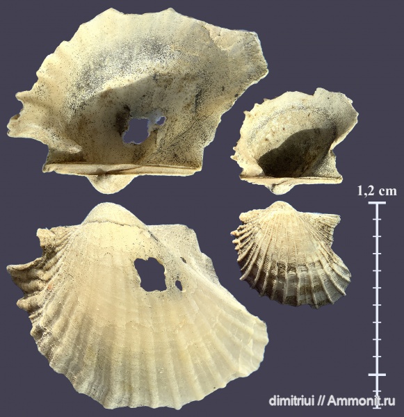 юра, оксфорд, Oxytoma, Oxfordian, Тимонино