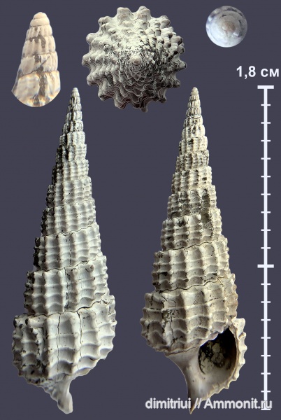 юра, оксфорд, Procerithium, Procerithium russiense, Oxfordian, Jurassic
