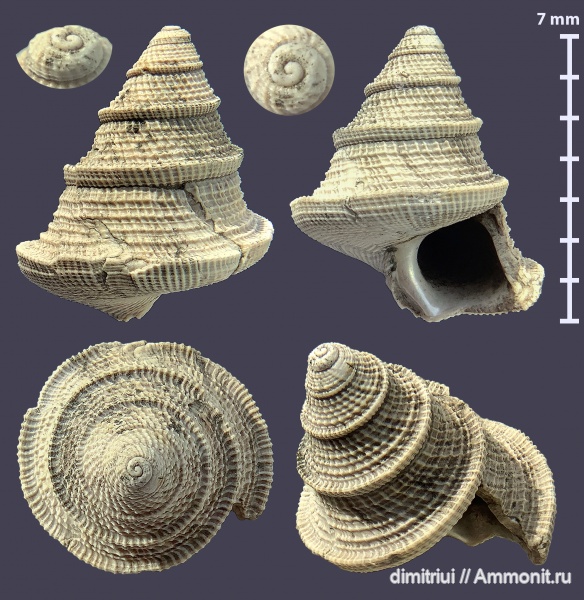 гастроподы, юра, Пески, оксфорд, брюхоногие моллюски, Oxfordian, Jurassic, Ueckerconulus rouillieri, Ueckerconulus, Proconulus rouillieri, Proconulus