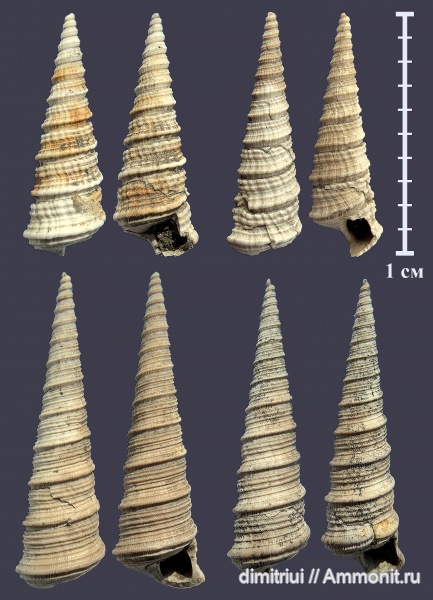 юра, оксфорд, Clathrobaculus, Clathrobaculus fahrenkohli, Oxfordian, Jurassic, Clathrobaculus inconstantiplicatus