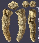 Келловейская Terebellaria