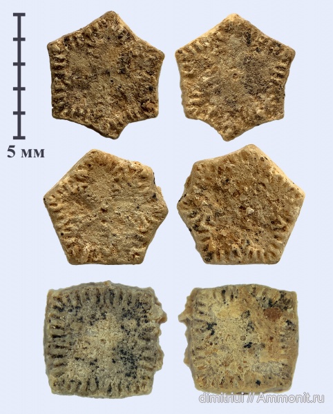 морские лилии, иглокожие, юра, криноидеи, келловей, Pentacrinus, Isocrinus, Callovian, Jurassic, Middle Jurassic