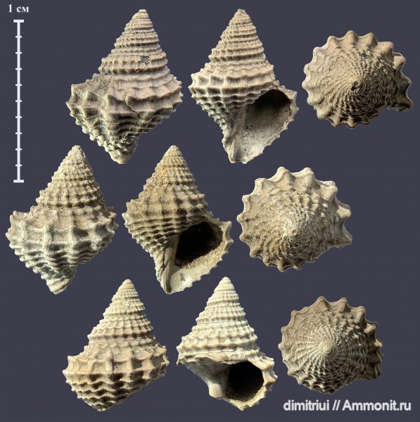 гастроподы, юра, оксфорд, Gerasimovcyclus lahuseni, Gerasimovcyclus, Oxfordian, Jurassic, Тимонино