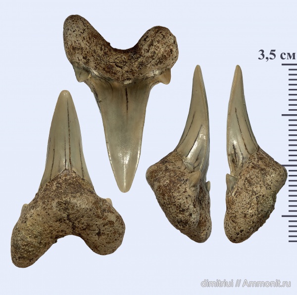 мел, акулы, сеноман, Cretoxyrhina, Варавино, Dwardius, Cenomanian, Cretaceous