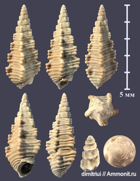 гастроподы, юра, оксфорд, Exelissa, Cryptoptyxis, Cryptoptyxis guinaria, Exelissa quinaria, Oxfordian, Jurassic, Тимонино, Cryptoptyxis wrighti