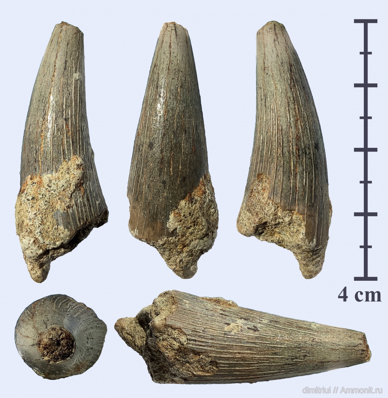 Завр из Варавино - Варавино