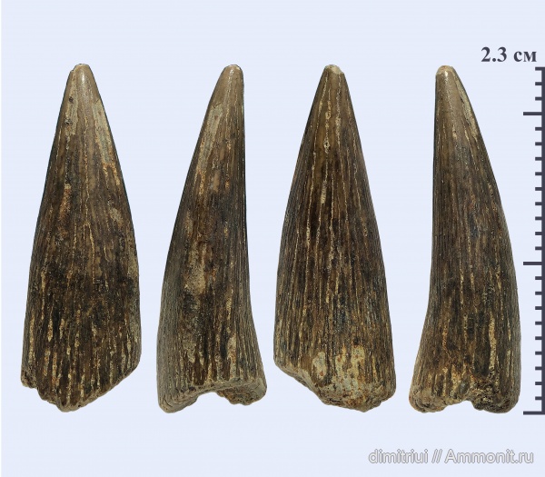 мел, морские рептилии, сеноман, Варавино, зубы рептилий, Plesiosauria
