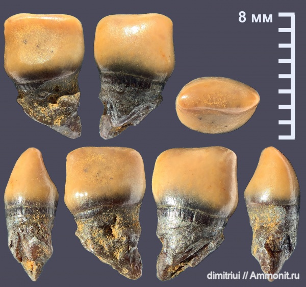 мел, акулы, сеноман, зубы рыб, Pycnodontiformes, Малый Пролом, Cretaceous