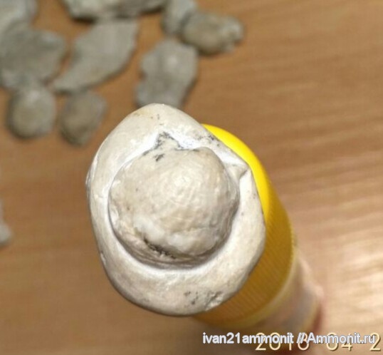 карбон, Productus, Productida