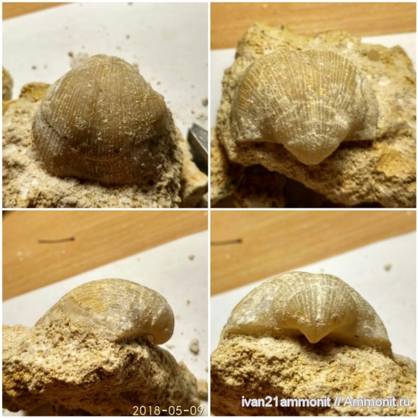 брахиоподы, карбон, Choristites