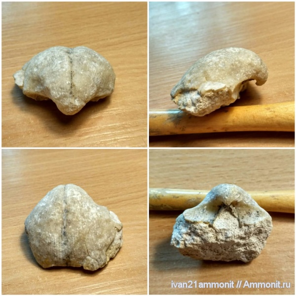 брахиоподы, карбон, Choristites