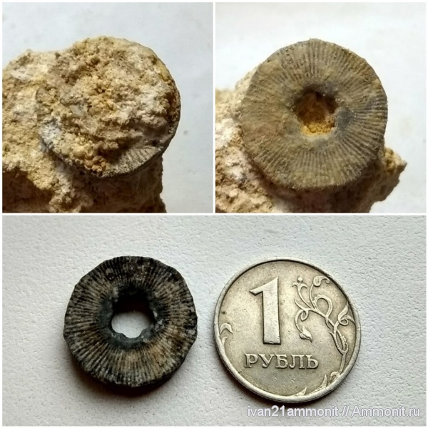 Кораллы, ругозы, морские лилии.