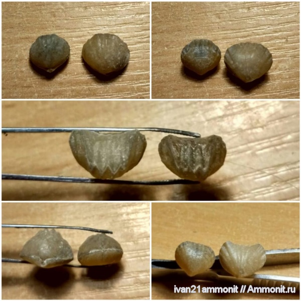 карбон, Ivanoviella