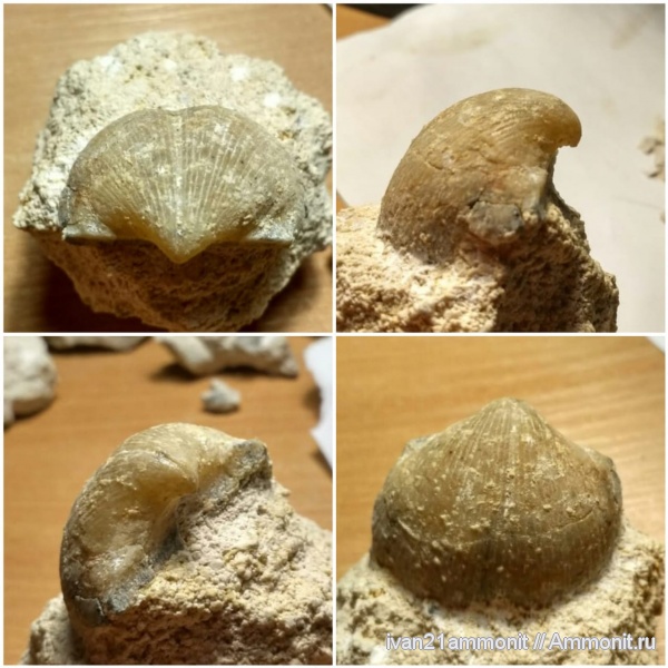 карбон, Choristites