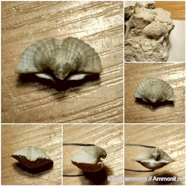 карбон, Brachythyrina, Spiriferida