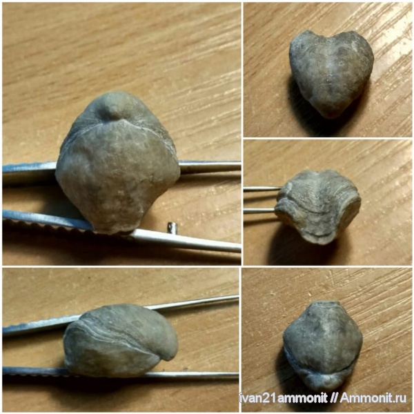 карбон, Athyridida