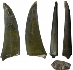 Зубы динозавров, выбывшие из коллекции.