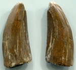 Зуб Тимурленга - 3