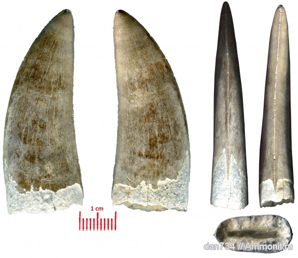 Tyrannosauridae, Timurlengia, Timurlengia euotica
