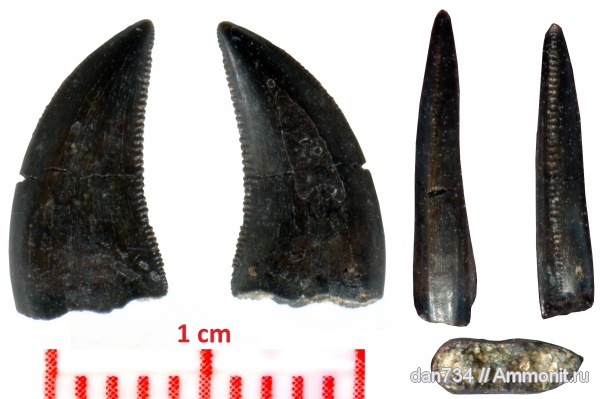 Dromaeosauridae, Theropoda, Saurornitholestes