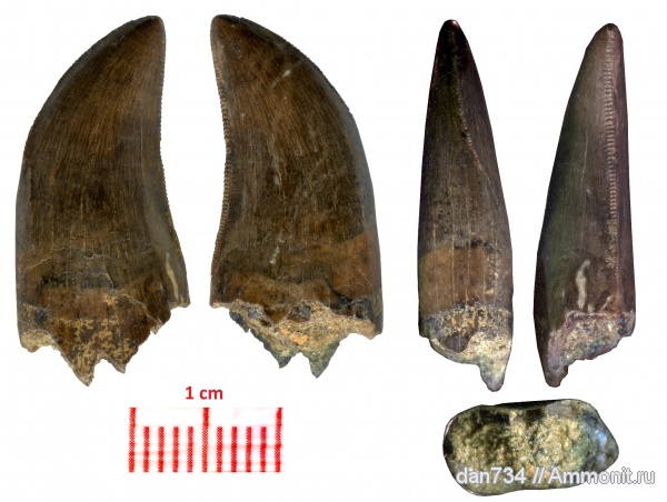 Tyrannosauridae, Nanotyrannus lancensis