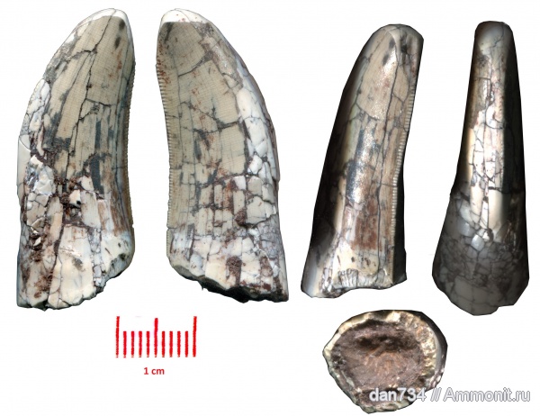 Afrovenator abakensis