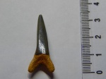 Зубы акул из старого песчаного карьера.