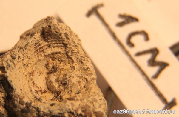 мел, сеноман, Варавино