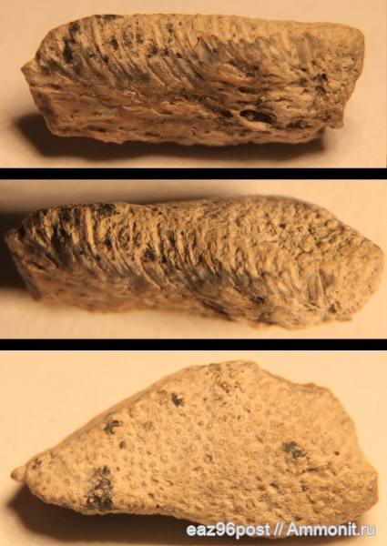 мел, химеры, сеноман, Варавино