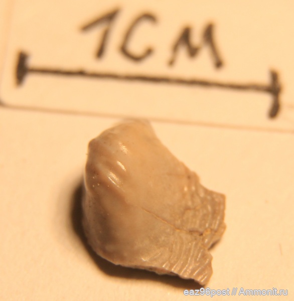 мел, сеноман, Варавино, Psychodus