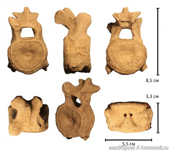 мел, морские рептилии, сеноман, позвонки, Polycotylidae, Шацк, Leptocleidia