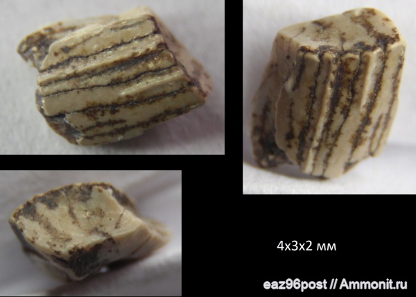 мел, зубы, сеноман, Шацк