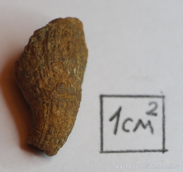 кораллы, Кунцево