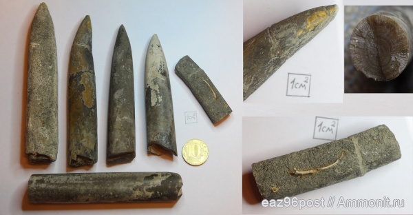 белемниты, юра, Пески, оксфорд