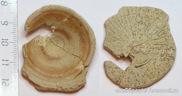 мел, сеноман, Шацк