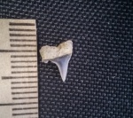 Зуб акулы Eostriatolamia cf. venusta