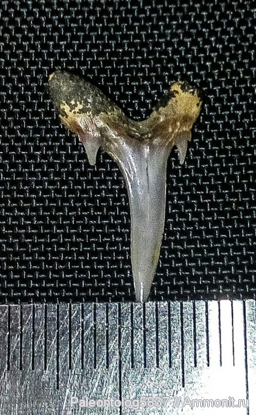 мел, акулы, верхний мел, кампан, Scapanorhynchus, Мордовия