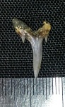 Зуб Scapanorhinchus perssoni