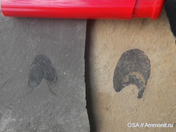 девон, Ухта