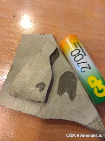 девон, Ухта