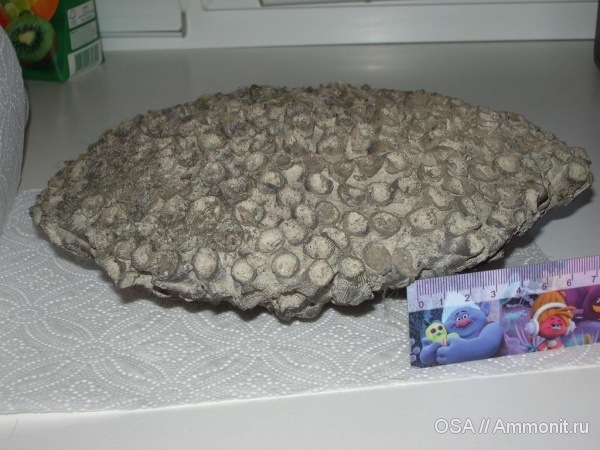 кораллы, Disphyllum