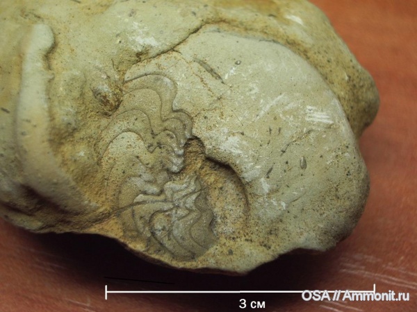 девон, Timanites, Timanites keyserlingi, Ухта