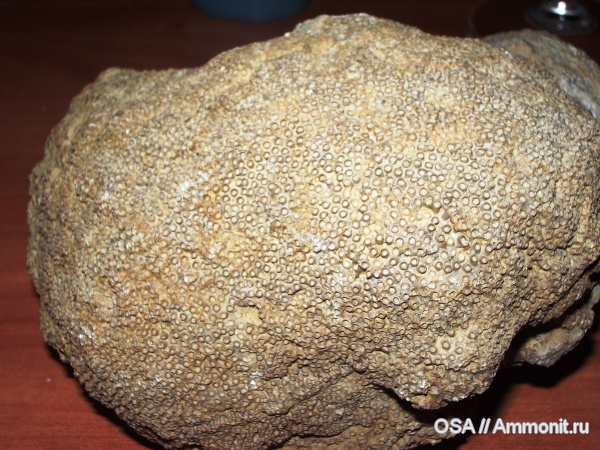 кораллы, верхний девон, Tabulata, Mastopora, Ухта, mastopora compacta